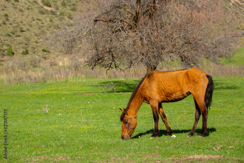Wallpaper Mural Horse and newborn foal on the background of mountains, a herd of horses graze in a meadow in summer and spring, the concept of cattle breeding, with place for text. Torontodigital.ca
