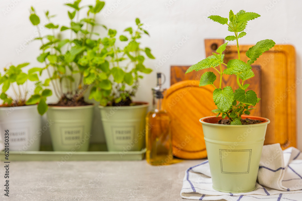 Fresh garden herbs in pots. Mint in a pot on the background of a blurred kitchen interior. Seedling of spicy spices and herbs. Assorted fresh herbs in a pot. Home aromatic and culinary herbs.