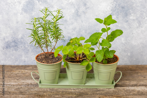 Fresh garden herbs in pots. Rosemary  mint and strawberries in pots on a textured background. Seedling of spicy spices and herbs. Assorted fresh herbs in a pot. Home aromatic and culinary herbs.
