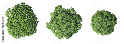 bush  top view  isolated on white background  3D illustration  cg render 