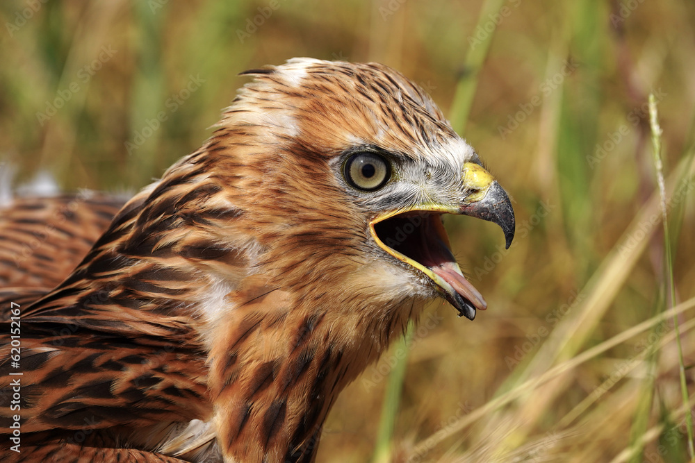 Long-legged Buzzard close up potrait photo Long-legged Buzzard close up potrait photo