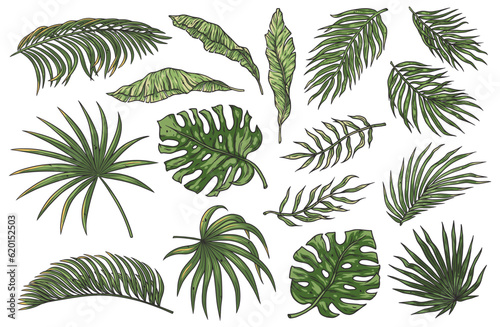 Tropical plant set or summer exotic leafs for decoration wedding or florist shop. Exotic nature plants collection with monstera, palm and banana leafs for vector tropic design