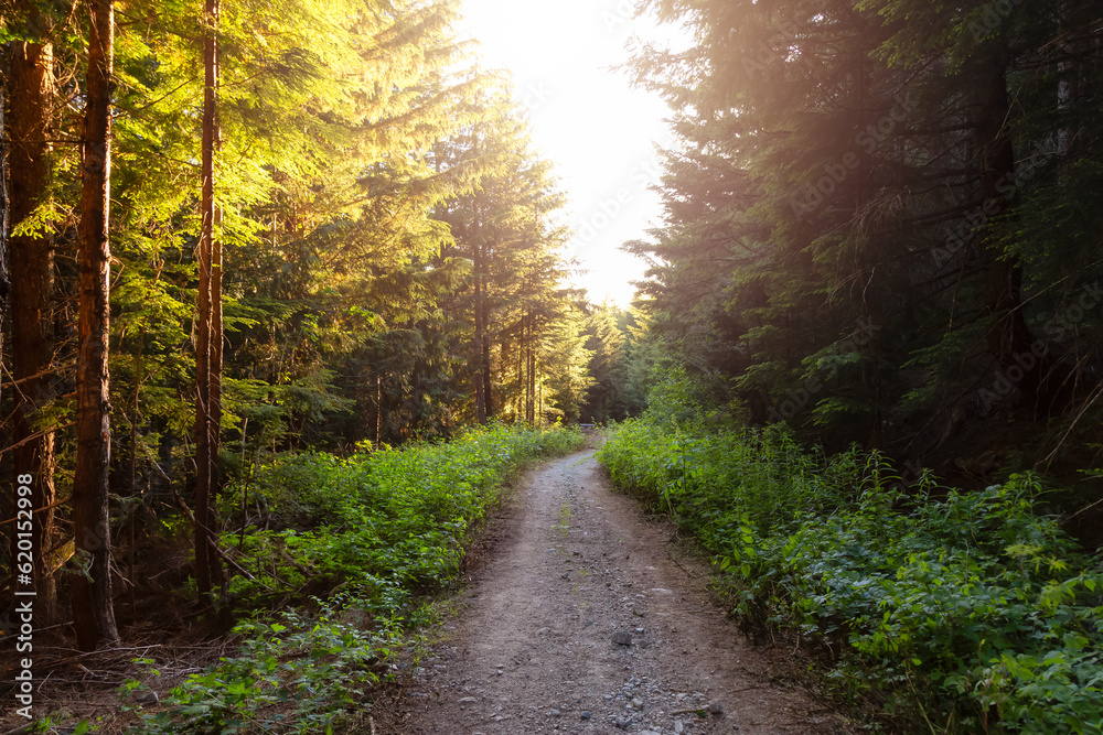 Obraz premium Hiking Trail in Rain Forest during sunny Sunset.
