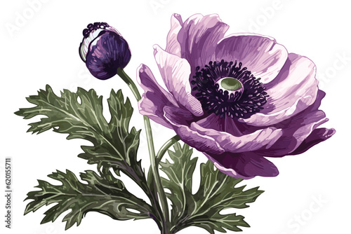 Anemone vector art paintign illustraion. photo