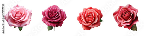 Rose clipart collection  vector  icons isolated on transparent background