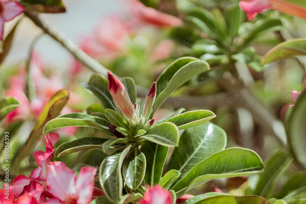 ornamental plants in the city ornamental plants in the city
