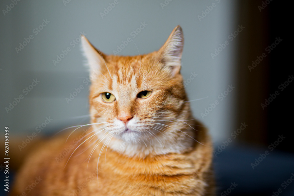 Ginger cat sitting on the wooden floor in a white room. The fat red cat is resting. Sweet fluffy kitten at home. A large red cat lies beautifully on the floor in the interior of a modern apartment.