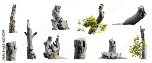 Set of tree stumps isolated on transparent background. 3D render.