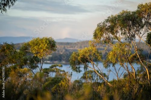 Fotografie beautiful gum Trees and shrubs in the Australian bush forest