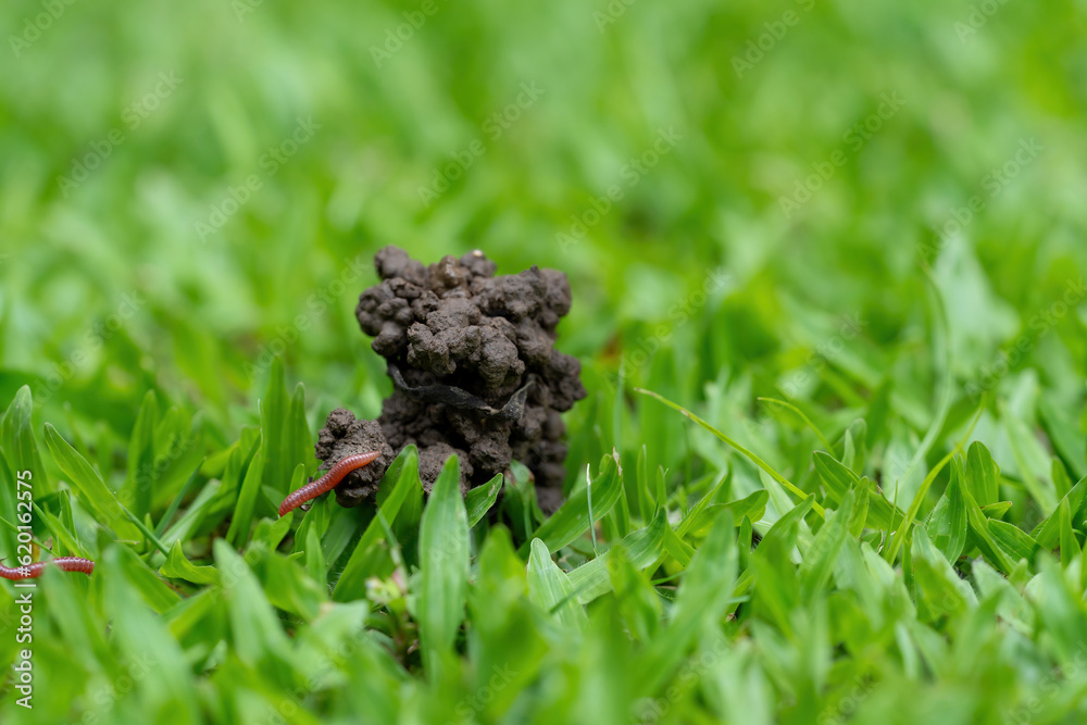 The grassy ground with many earth worms' feces shows that the ground there is rich., Feces of earthworms in a green lawn. The grassy ground with many earth worms' feces shows that the ground there is rich., Feces of earthworms in a green lawn.