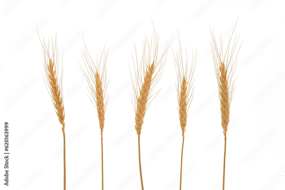 Ripe ears of rye on a white background. Flat lay.