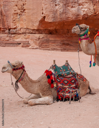 Petra. Jordan. Camels rest at entrance to main treasury, waiting for tourists. Close-up. Blurred background. Selective focus.