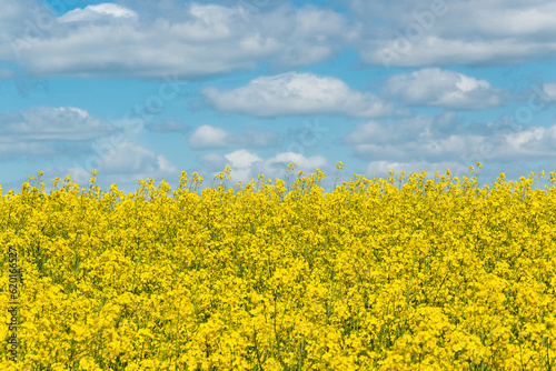 Blooming canola field and the blue sky with clouds.