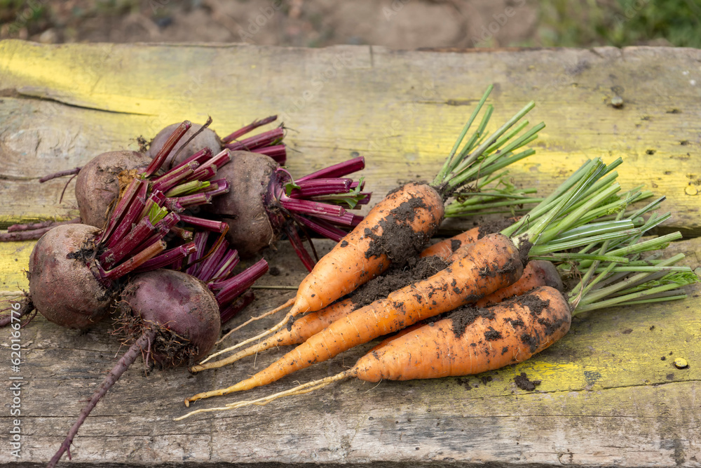 young, dirty, fresh beets and carrots on a board. Blurred background