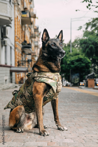 Dog armor. Dog in a bulletproof vest. Belgian Shepherd Malinois dog