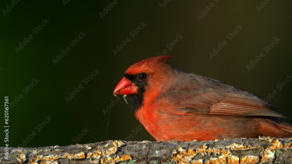 Male cardinal feeding on a fallen dead tree in the woods Male cardinal feeding on a fallen dead tree in the woods