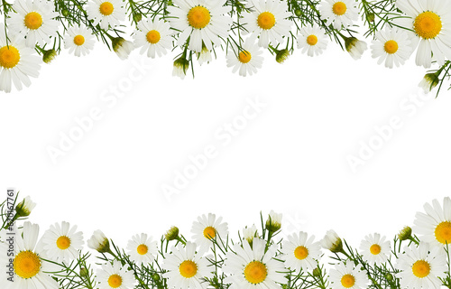 Daisy flowers and buds in a border arrangements isolated on white or transparent background