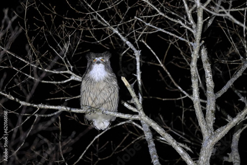 Blakiston's Fish Owl (Bubo blakistoni) in Hokkaido, Japan photo
