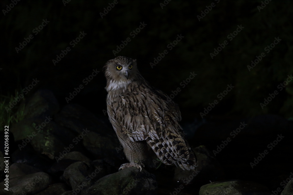 Obraz premium Blakiston's Fish Owl (Bubo blakistoni) in Hokkaido, Japan