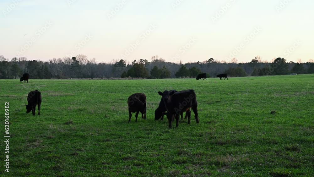 Cattle grazing in a pasture on a small farm in Piedmont