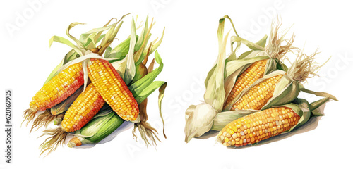 Corn, watercolor painting style illustration. Vector set.