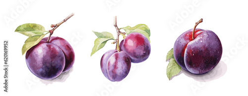 Plum, watercolor painting style illustration. Vector set.