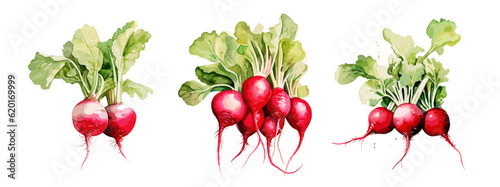 Radish, watercolor painting style illustration. Vector set.