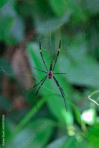 spider on a web