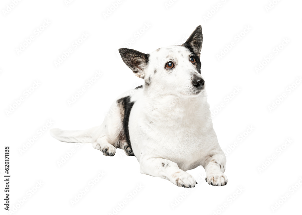 Cute black and white mongrel dog is lying, looking to the side.