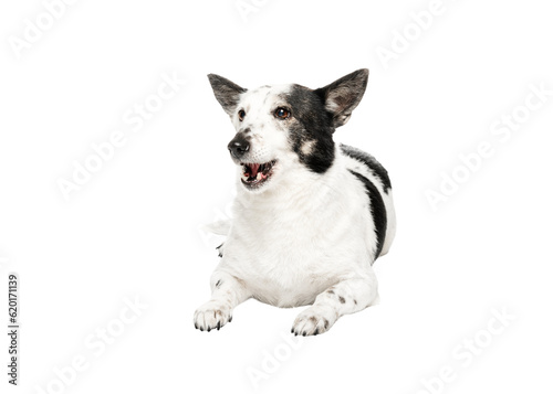 Adorable black and white mongrel dog is lying, looking to the side, mouth is open.