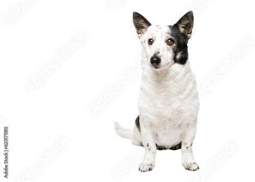 Obraz na plátně Funny  black and white mongrel dog is sitting, looking to the side