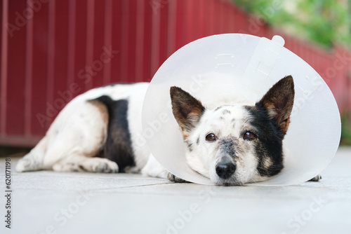 Canvas Print Sad black and white mongrel dog in a vet collar is lying, on the nose is scar from a recent surgery