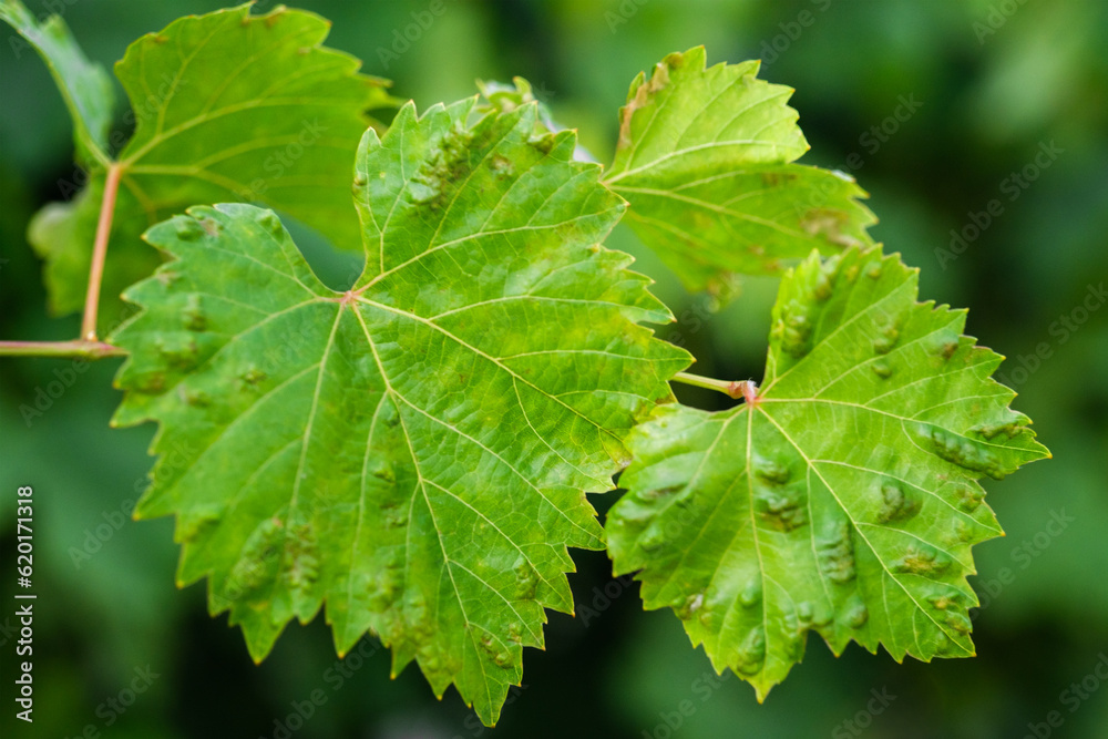 Close up shot of diseased grape leaves. Close up shot of diseased grape leaves.