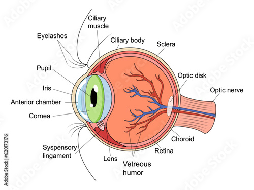 Human eye structure diagram schematic vector illustration. Medical science educational illustration