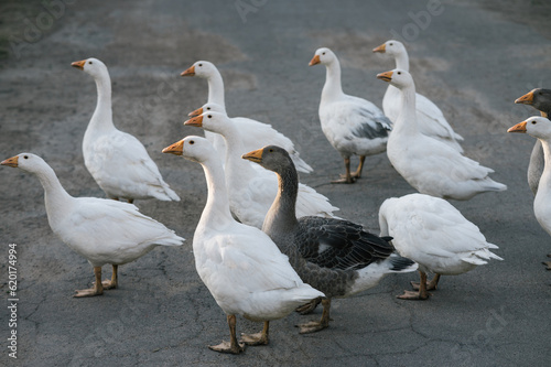 Fotografia, Obraz Domestic geese