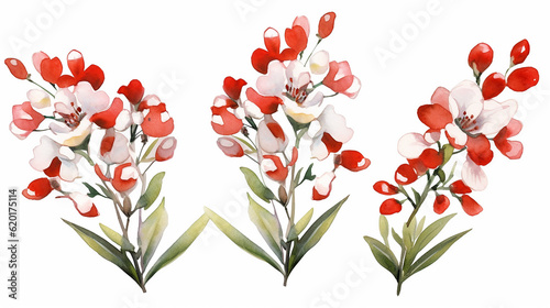 Chamaelaucium waxflower red and white flowers. Generative AI photo