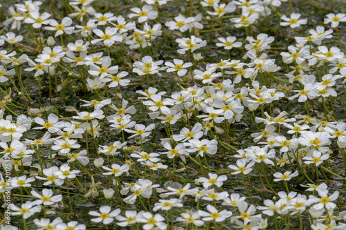 Flores blancas en el rio. son flores que sale en los cauces del rio. 