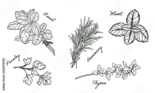 Herbs set of mint, rosemary, basil, thyme, parsley vector hand drawn line art illustration