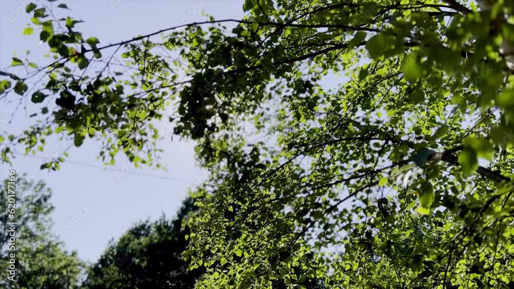 tree branches tree branches