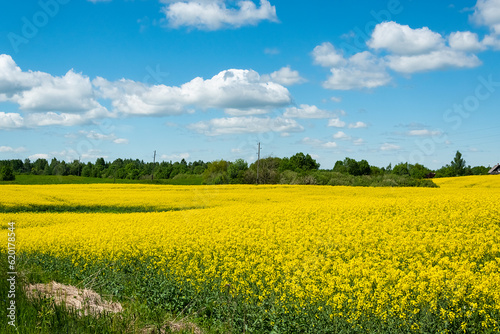 Rapeseed field landscape with cloudy blue sky.