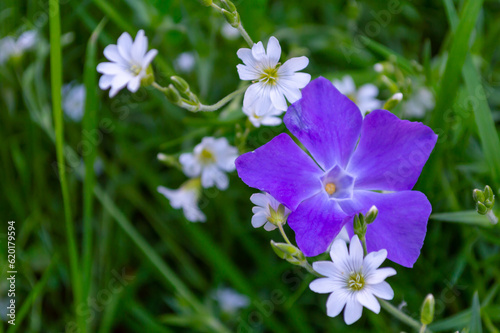 A delicate purple flower grew among small white flowers