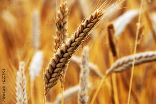 Close-up of an ear of wheat