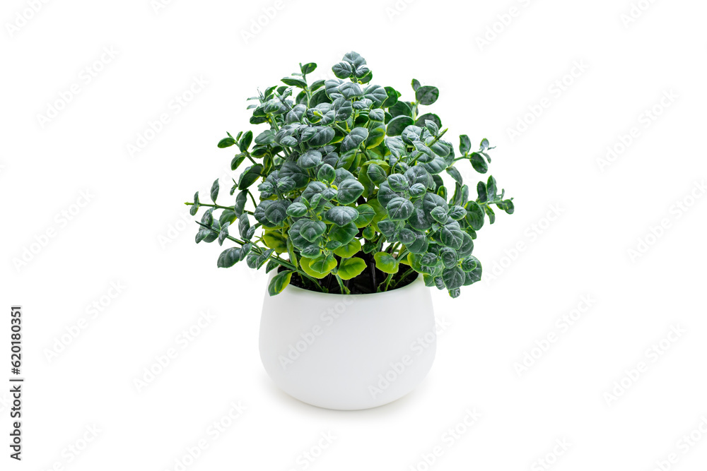 Indoor green potted plant on a white background Indoor green potted plant on a white background