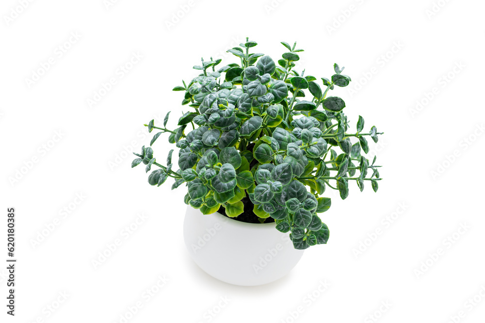 Indoor green potted plant on a white background Indoor green potted plant on a white background