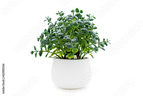 Indoor green potted plant on a white background
