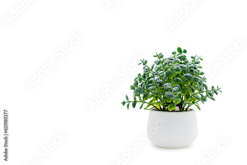 Indoor green potted plant on a white background