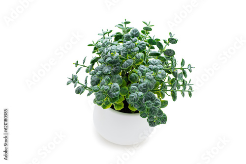 Indoor green potted plant on a white background