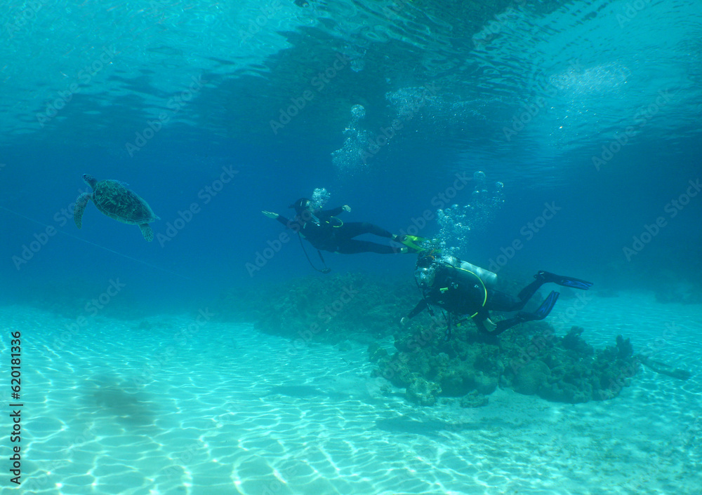 divers exploring a coral reef in the caribbean sea divers exploring a coral reef in the caribbean sea