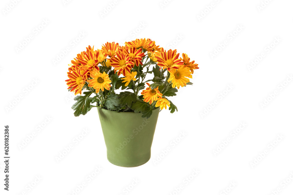Fototapeta premium A flowerpot with orange and yellow chrysanthemum flowers. Isolated on a white background.