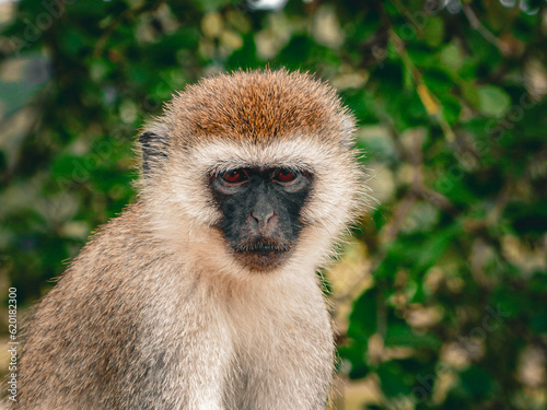 Portrait d'un singe aux yeux rouges à Bali, sur fond végétal